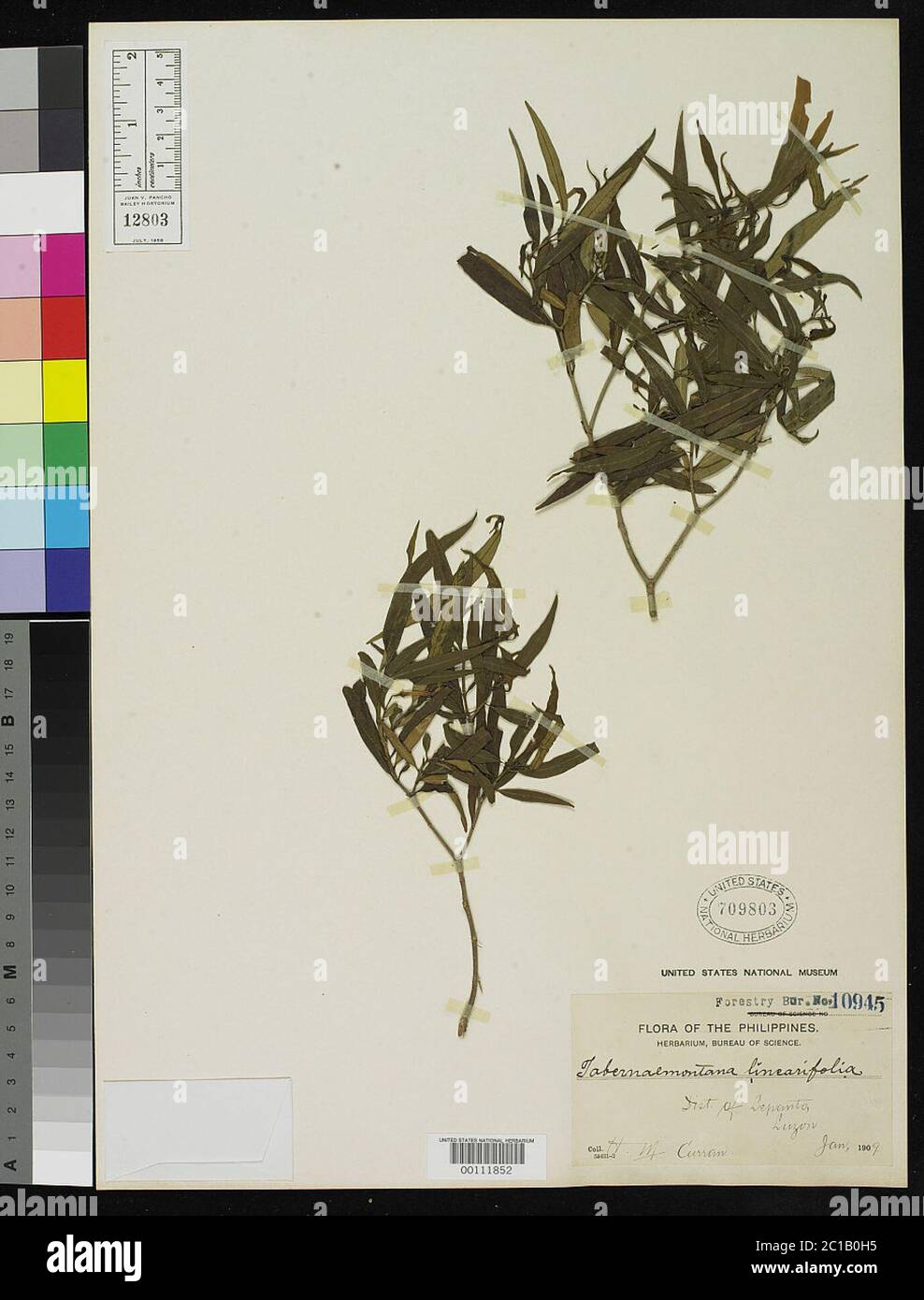 Tabernaemontana linearifolia Merr Tabernaemontana linearifolia Merr. Stock Photo