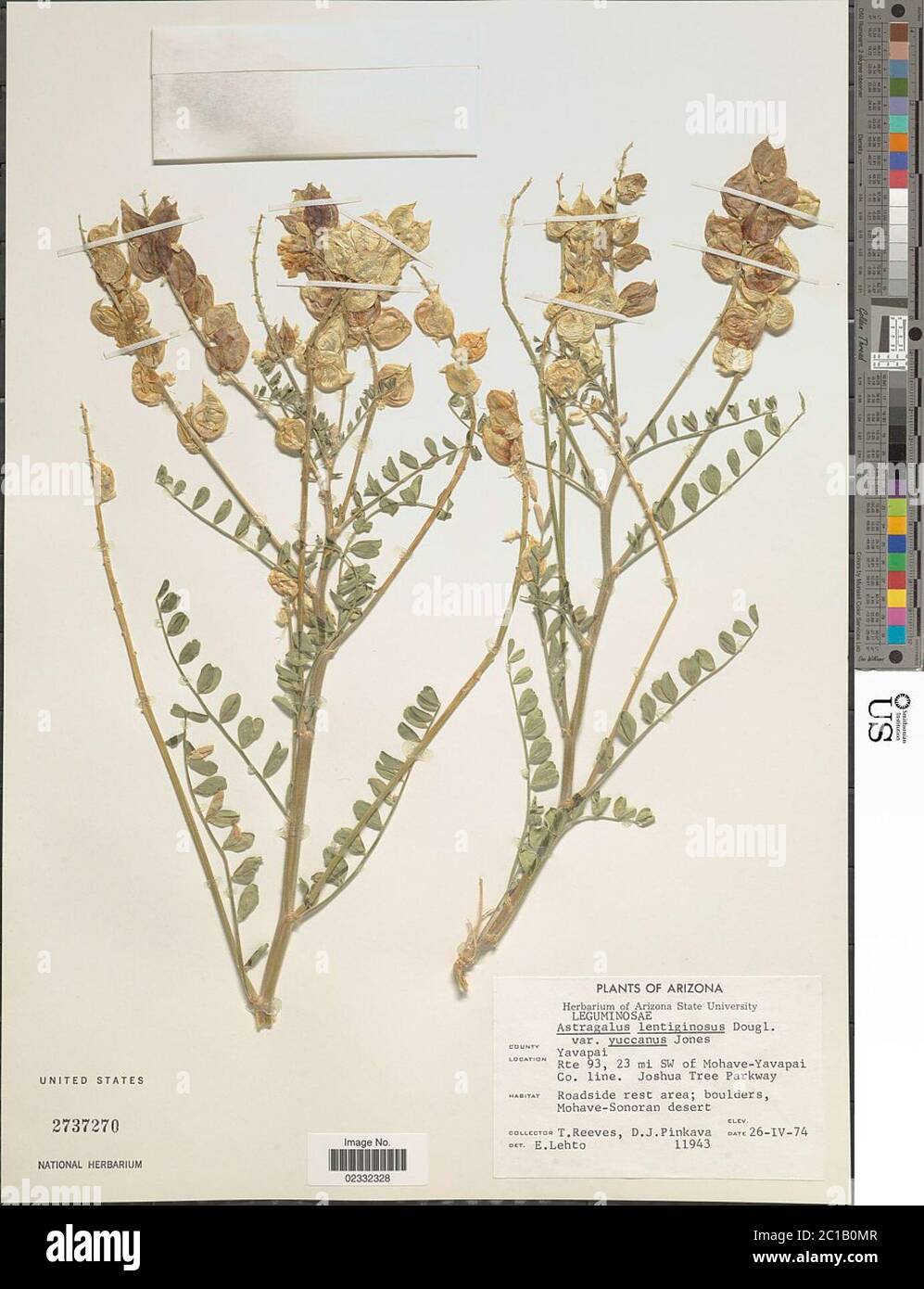 Astragalus lentiginosus var yuccanus ME Jones Astragalus lentiginosus var yuccanus ME Jones. Stock Photo