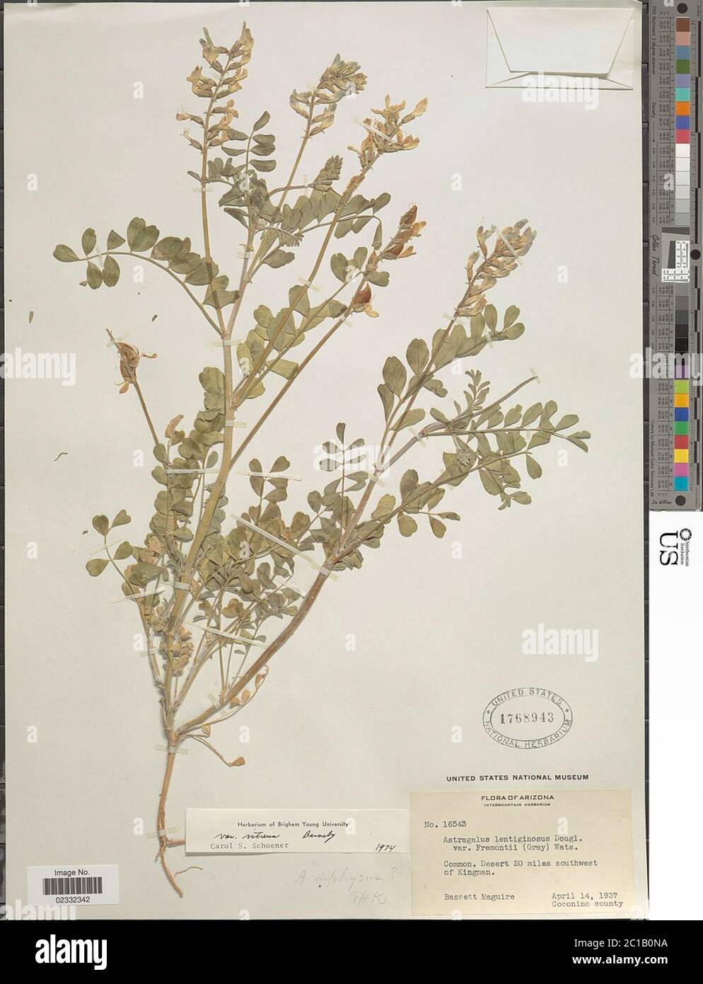 Astragalus lentiginosus var vitreus Barneby Astragalus lentiginosus var vitreus Barneby. Stock Photo
