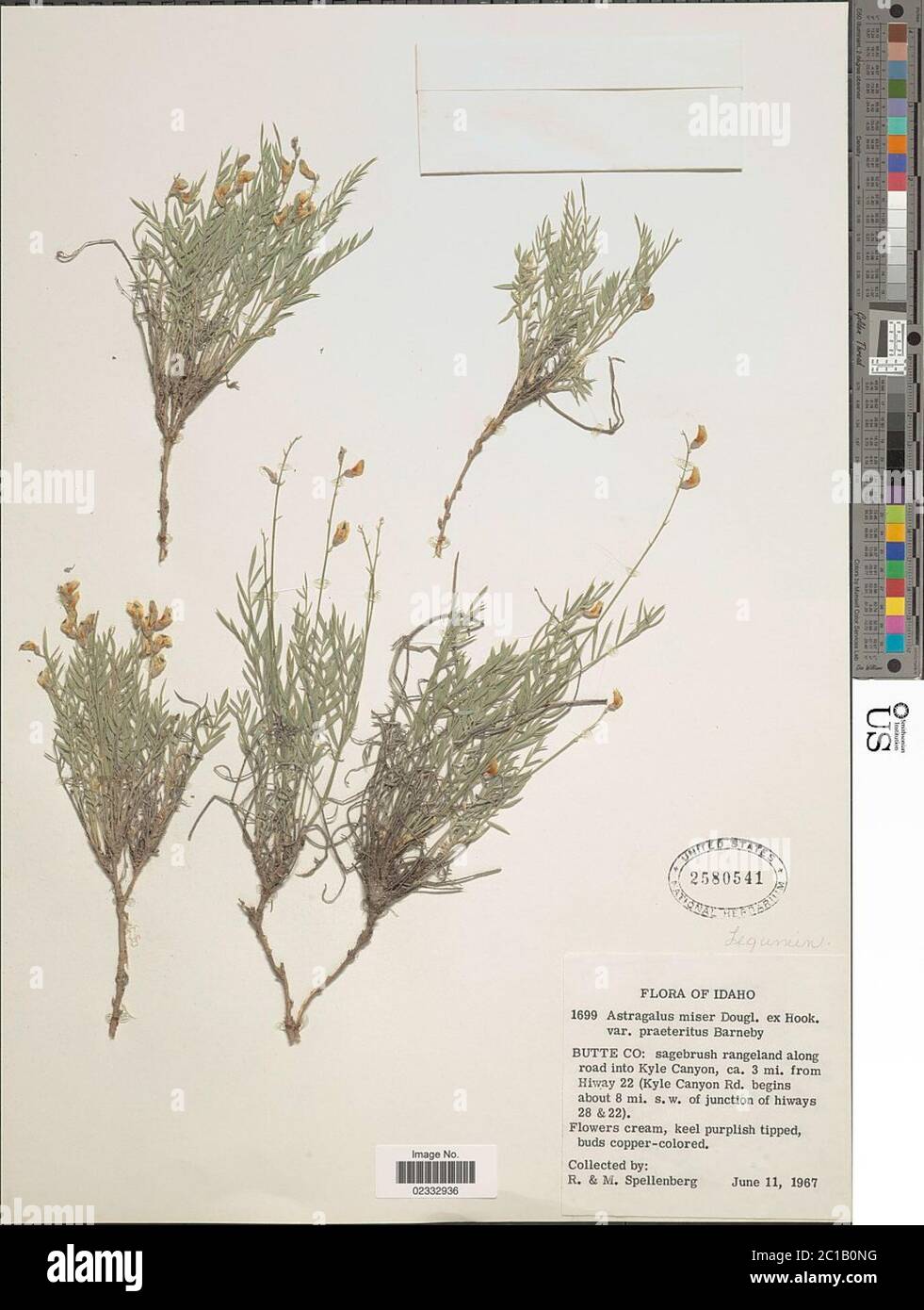 Astragalus miser var praeteritus Barneby Astragalus miser var praeteritus Barneby. Stock Photo