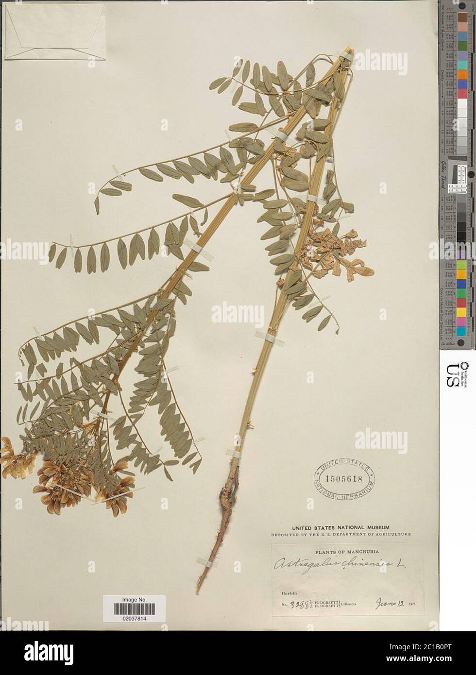 Astragalus chinensis L Astragalus chinensis L. Stock Photo