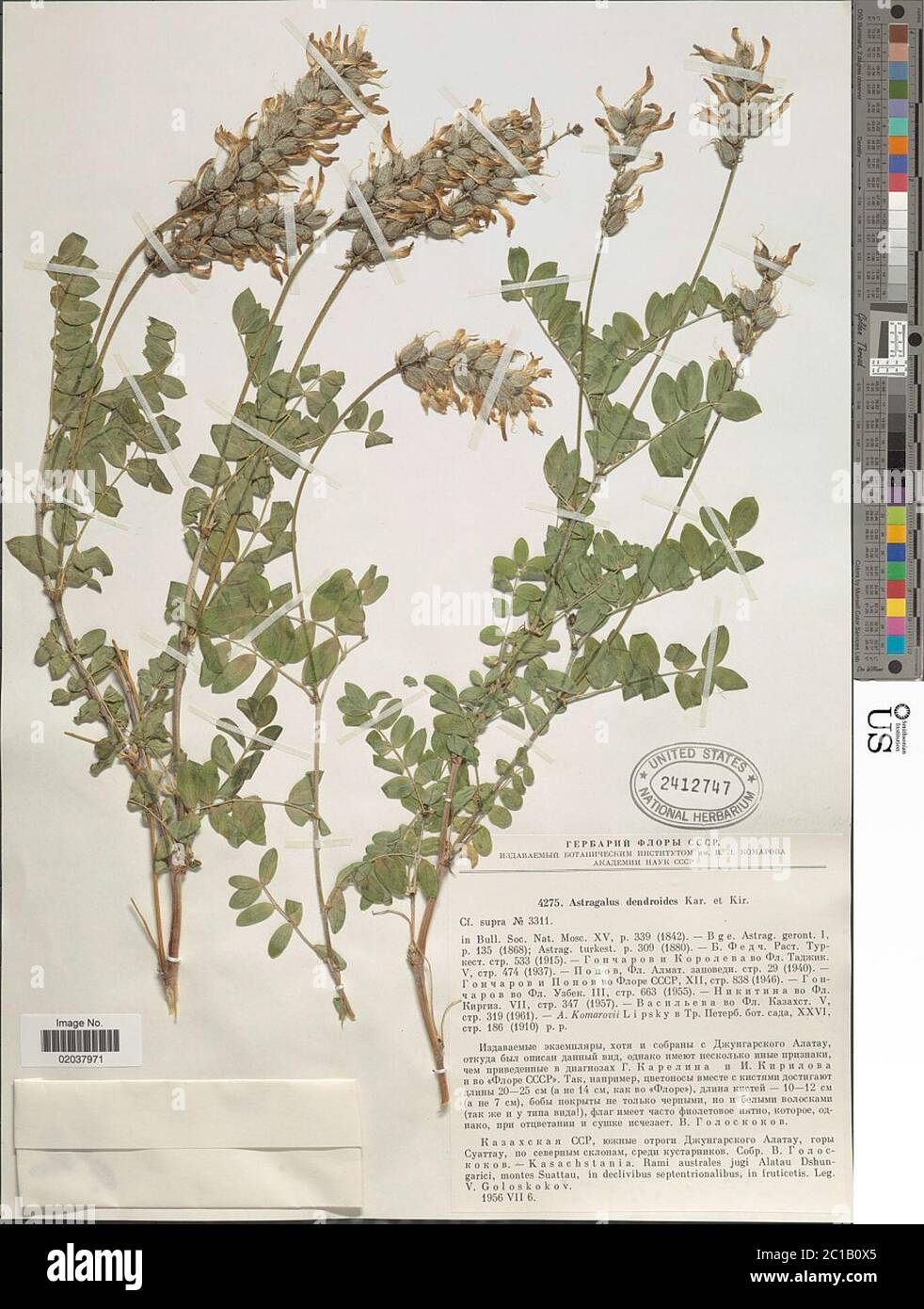 Astragalus dendroides Kar Kir Astragalus dendroides Kar Kir. Stock Photo
