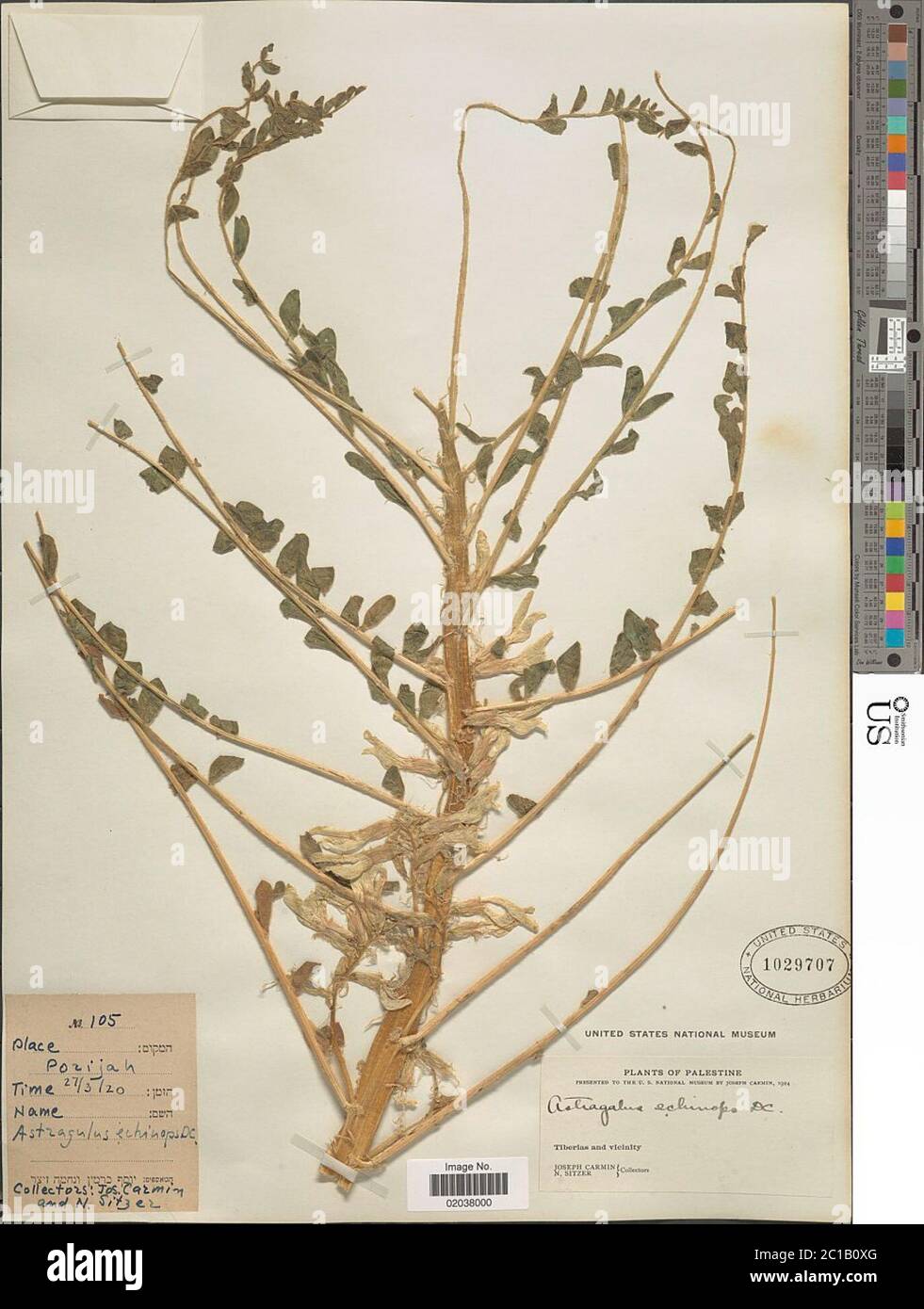 Astragalus echinops Boiss ex Aucher Astragalus echinops Boiss ex Aucher. Stock Photo