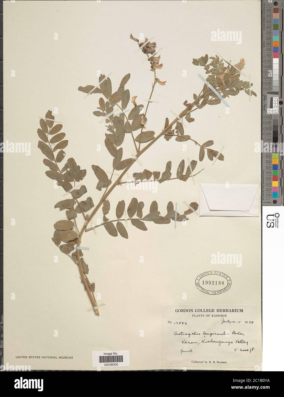 Astragalus longicaulis Astragalus longicaulis. Stock Photo