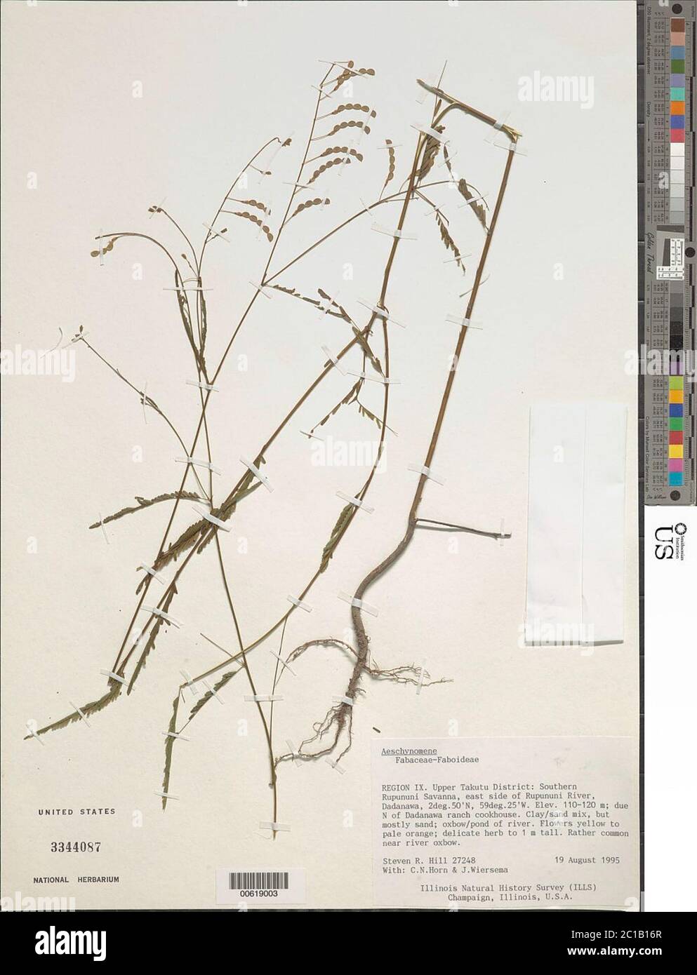 Aeschynomene paucifolia Vogel Aeschynomene paucifolia Vogel. Stock Photo