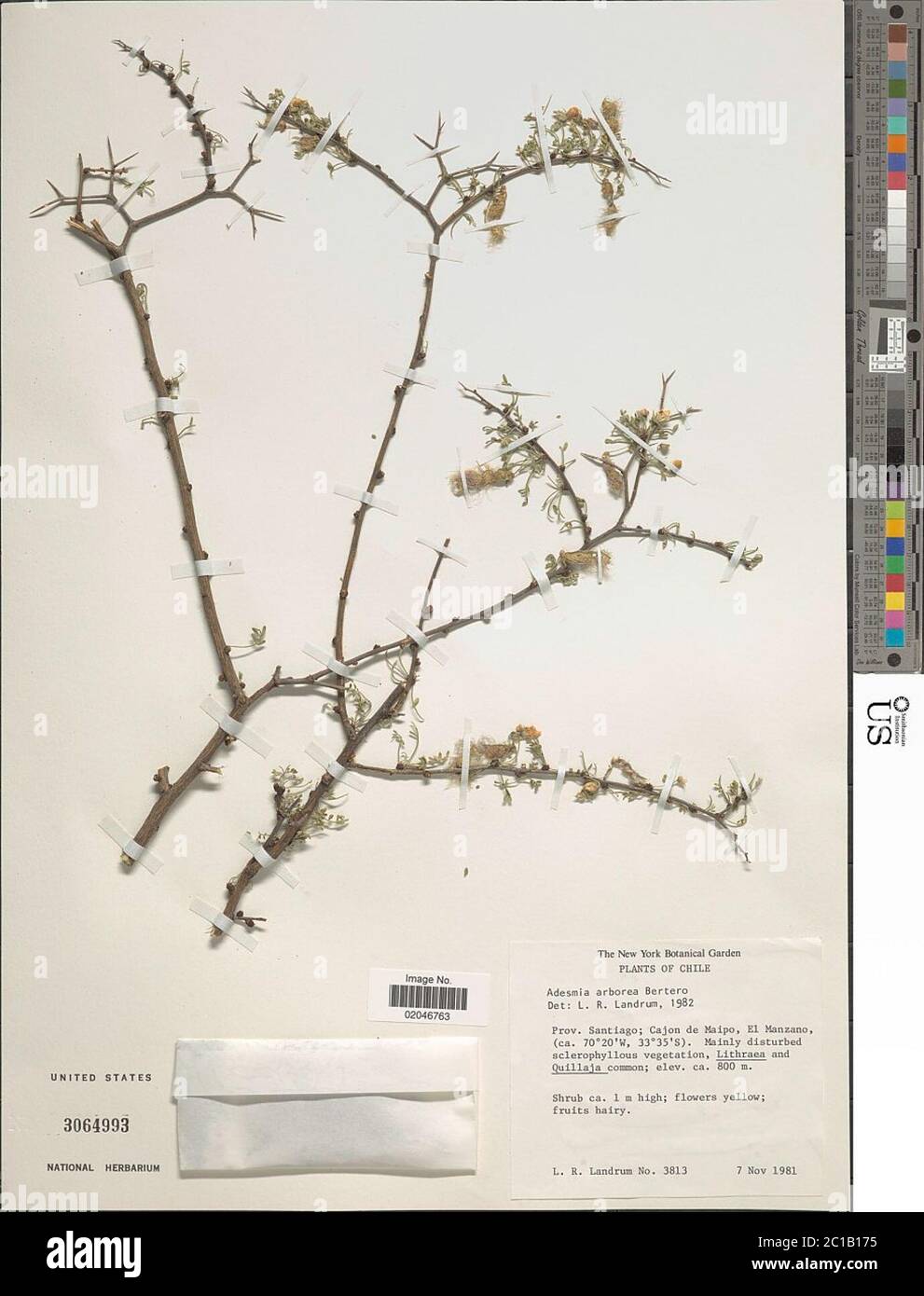 Adesmia arborea Adesmia arborea. Stock Photo