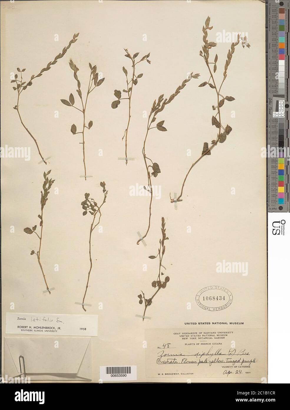 Zornia latifolia Sm Zornia latifolia Sm. Stock Photo