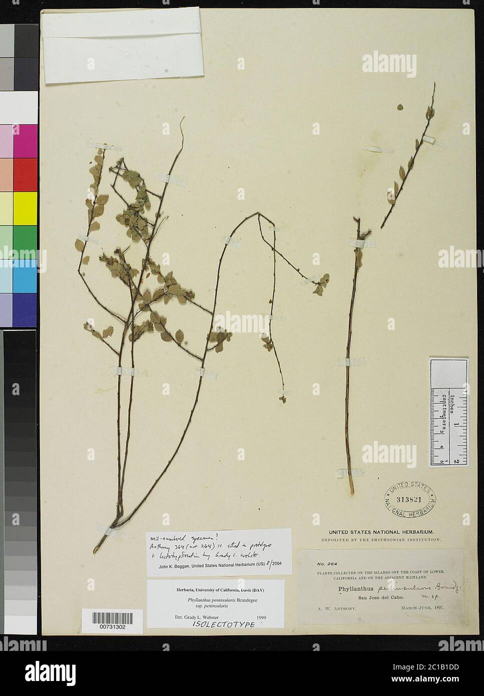 Phyllanthus peninsularis Brandegee Phyllanthus peninsularis Brandegee. Stock Photo