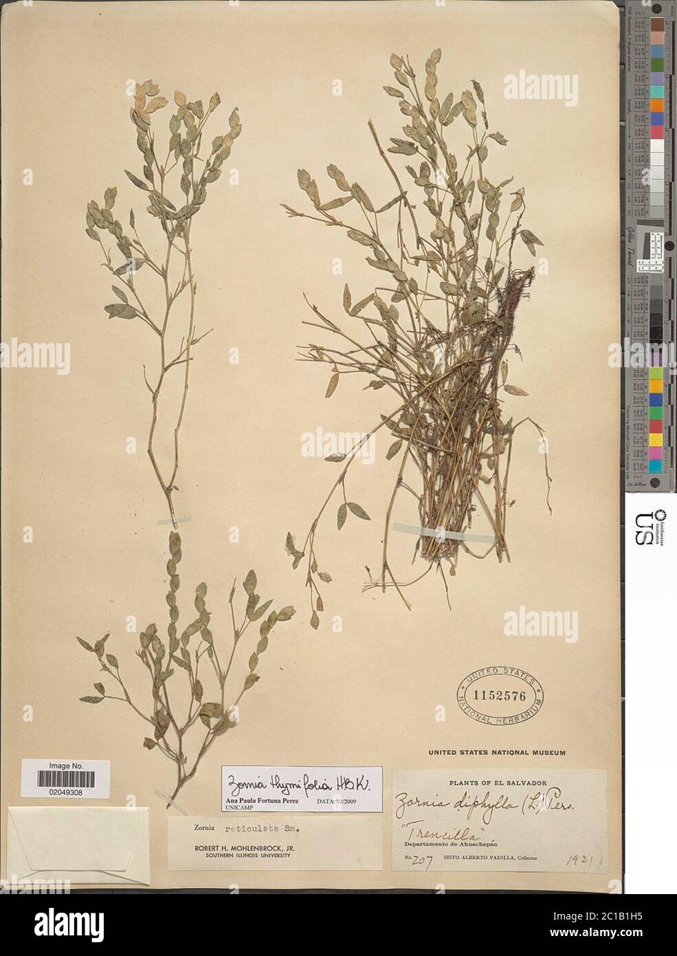 Zornia thymifolia Kunth Zornia thymifolia Kunth. Stock Photo