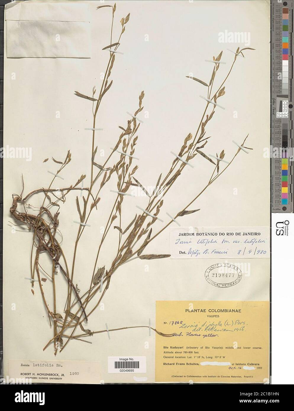 Zornia latifolia Sm var latifolia Zornia latifolia Sm var latifolia. Stock Photo