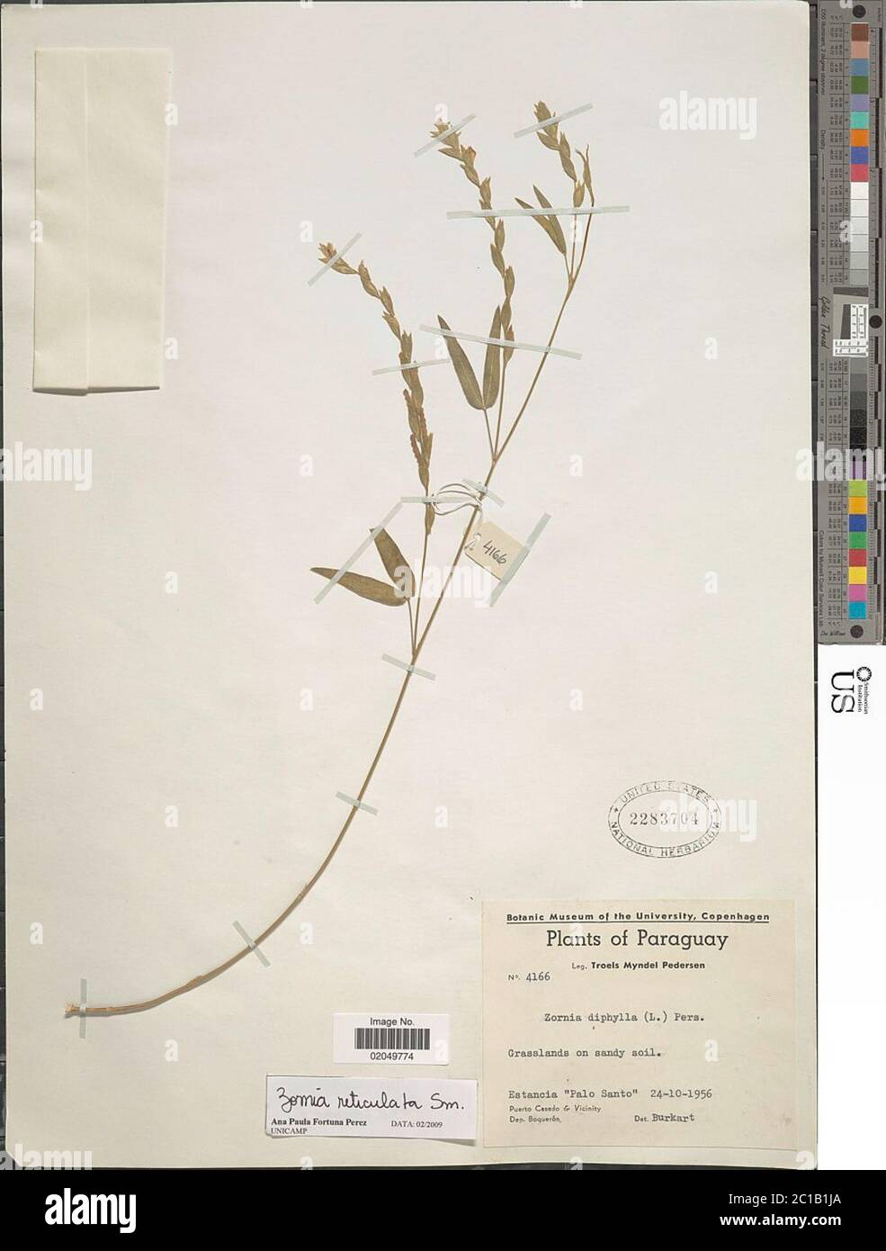 Zornia reticulata Sm Zornia reticulata Sm. Stock Photo
