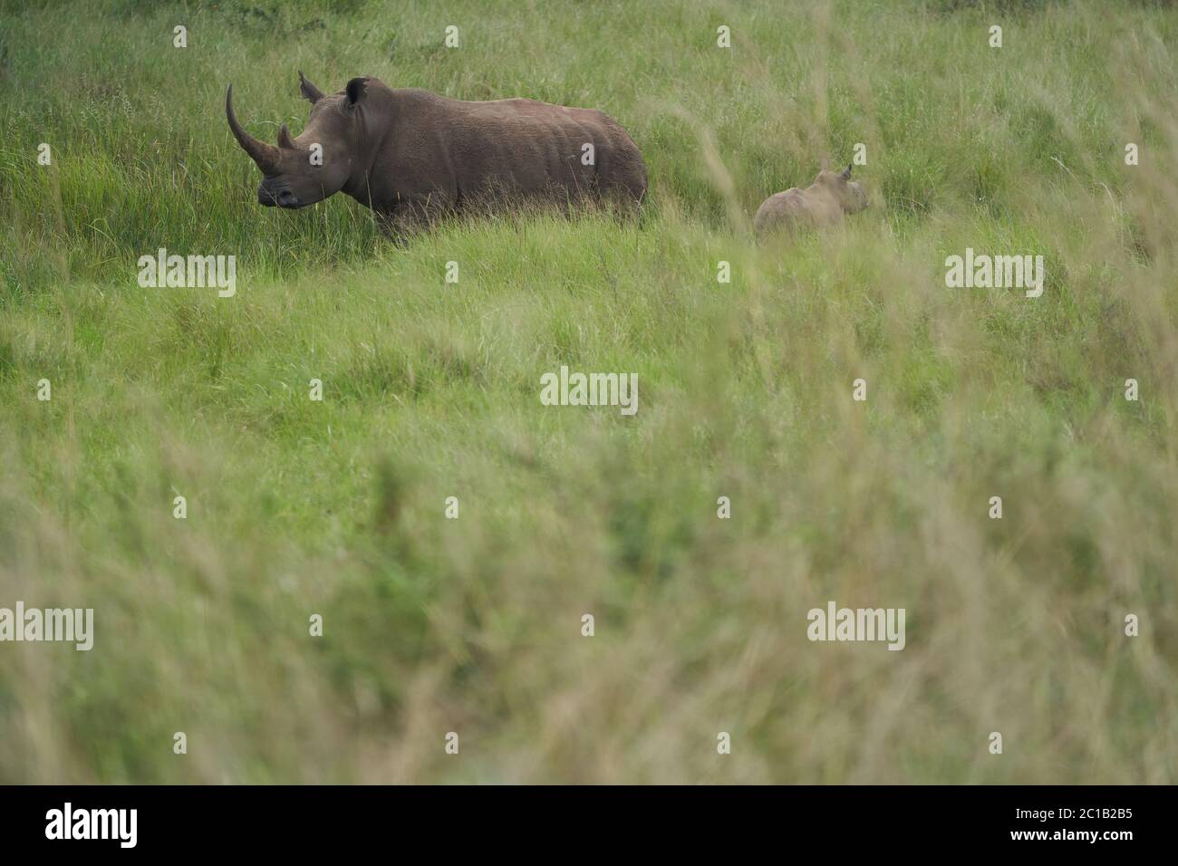 Rhino Baby and Mother- Rhinoceros with Bird Black rhinoceroshook-lipped rhinoceros Diceros bicornis Stock Photo