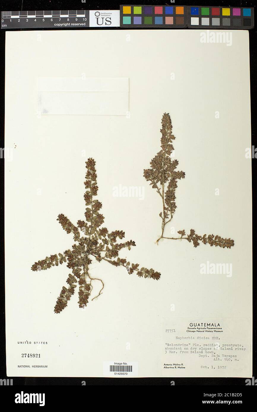 Euphorbia dioeca Kunth Euphorbia dioeca Kunth. Stock Photo