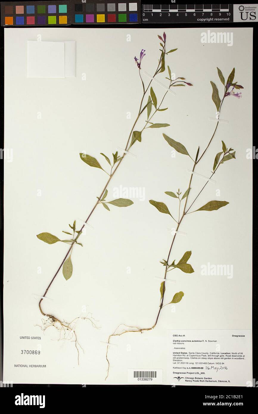 Clarkia concinna subsp automixa RN Bowman Clarkia concinna subsp automixa RN Bowman. Stock Photo