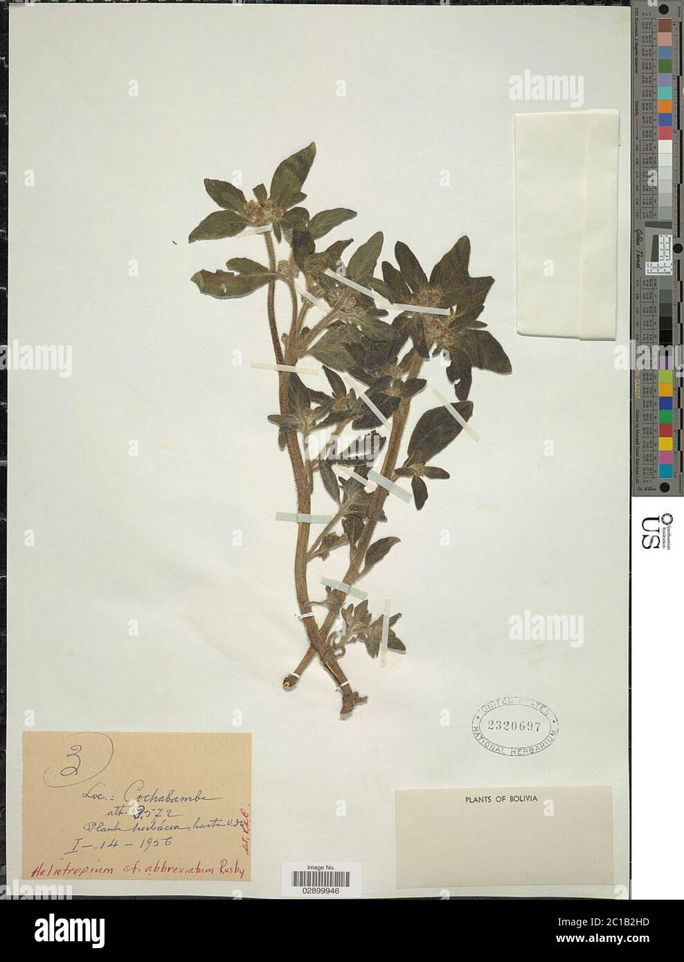 Heliotropium abbreviatum Rusby Heliotropium abbreviatum Rusby. Stock Photo