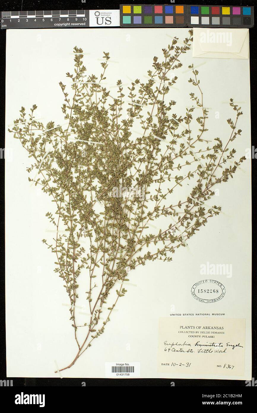 Euphorbia humistrata Engelm ex A Gray Euphorbia humistrata Engelm ex A Gray. Stock Photo