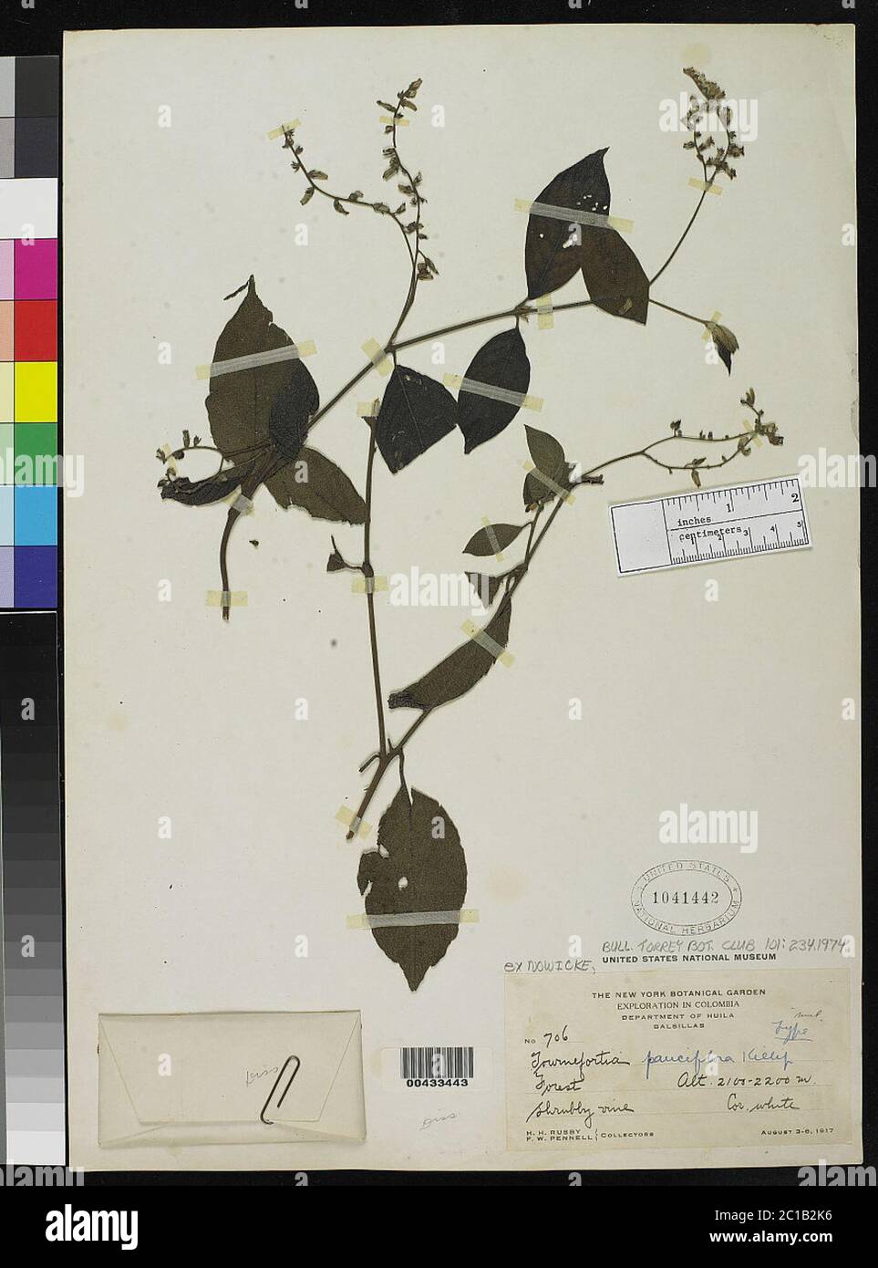 Tournefortia pauciflora Killip ex Nowicke Tournefortia pauciflora Killip ex Nowicke. Stock Photo