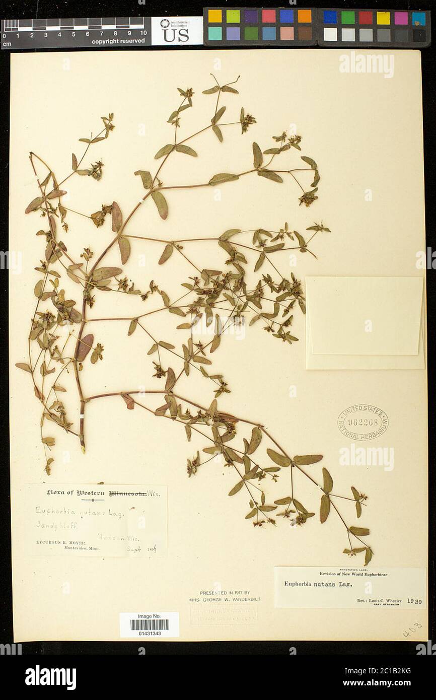 Euphorbia maculata L Euphorbia maculata L. Stock Photo