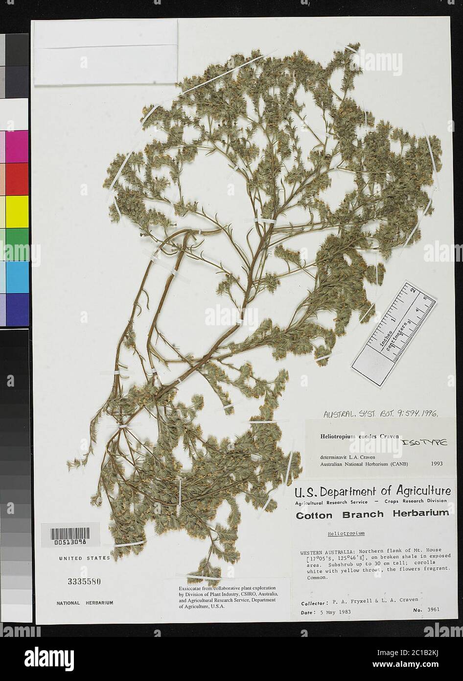 Heliotropium euodes Craven Heliotropium euodes Craven. Stock Photo