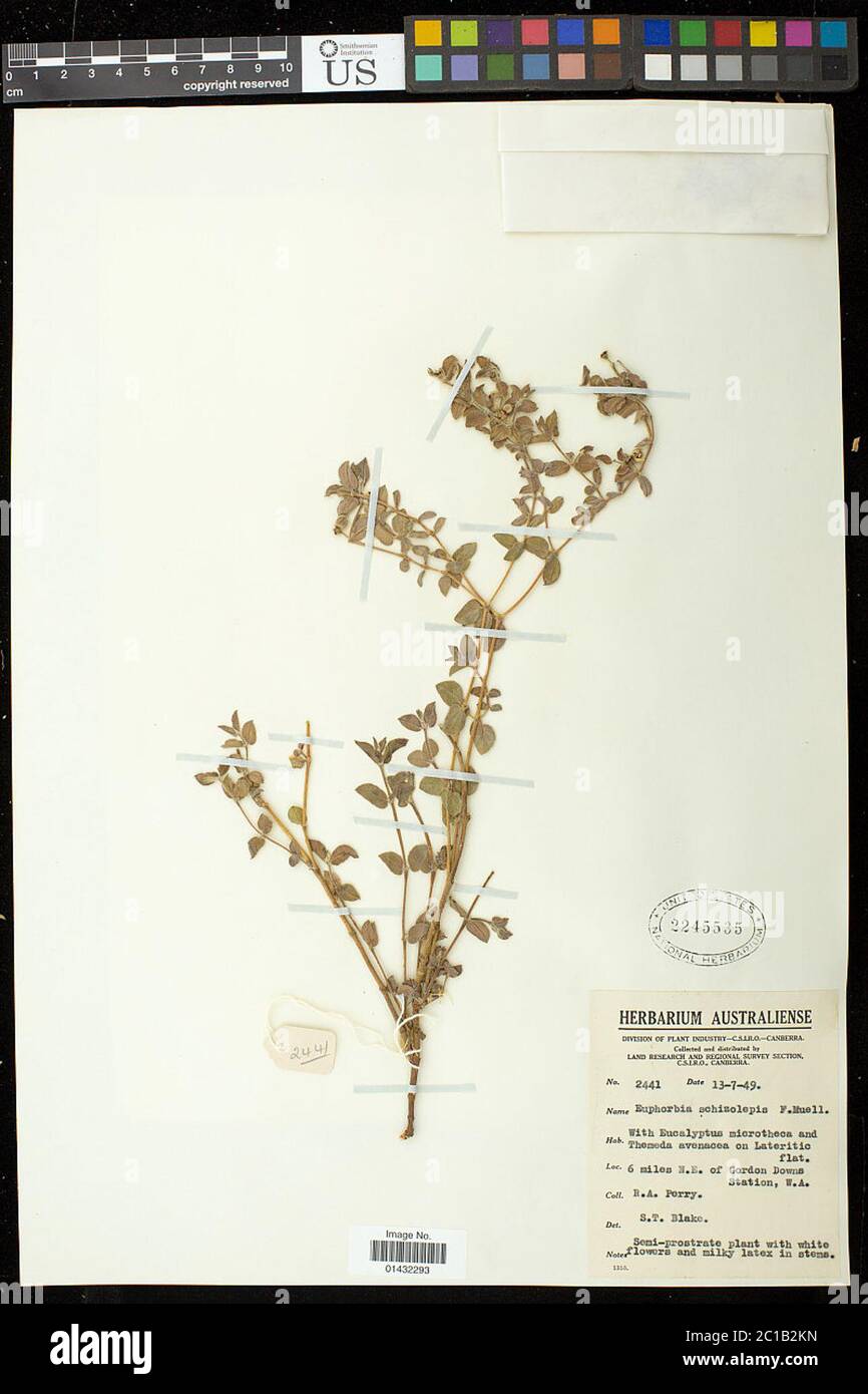 Euphorbia schizolepis Boiss Euphorbia schizolepis Boiss. Stock Photo