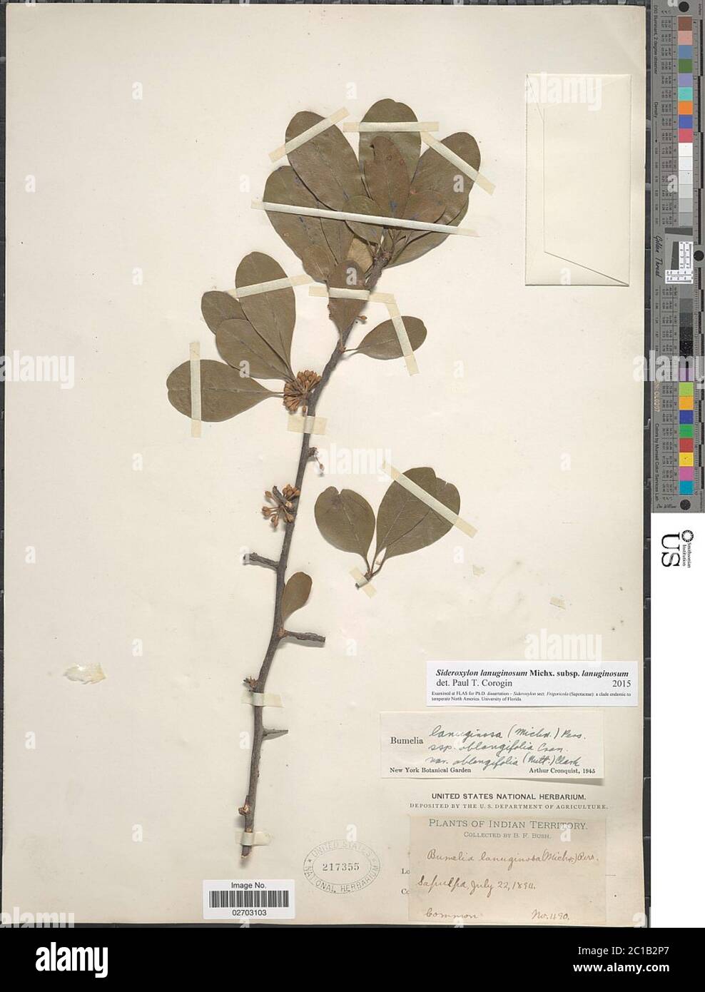 Sideroxylon lanuginosum subsp lanuginosum Sideroxylon lanuginosum subsp lanuginosum. Stock Photo