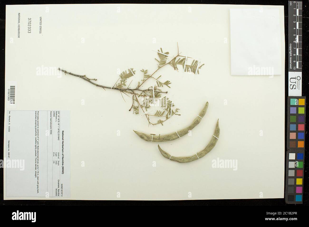 Acacia haematoxylon Willd Acacia haematoxylon Willd. Stock Photo