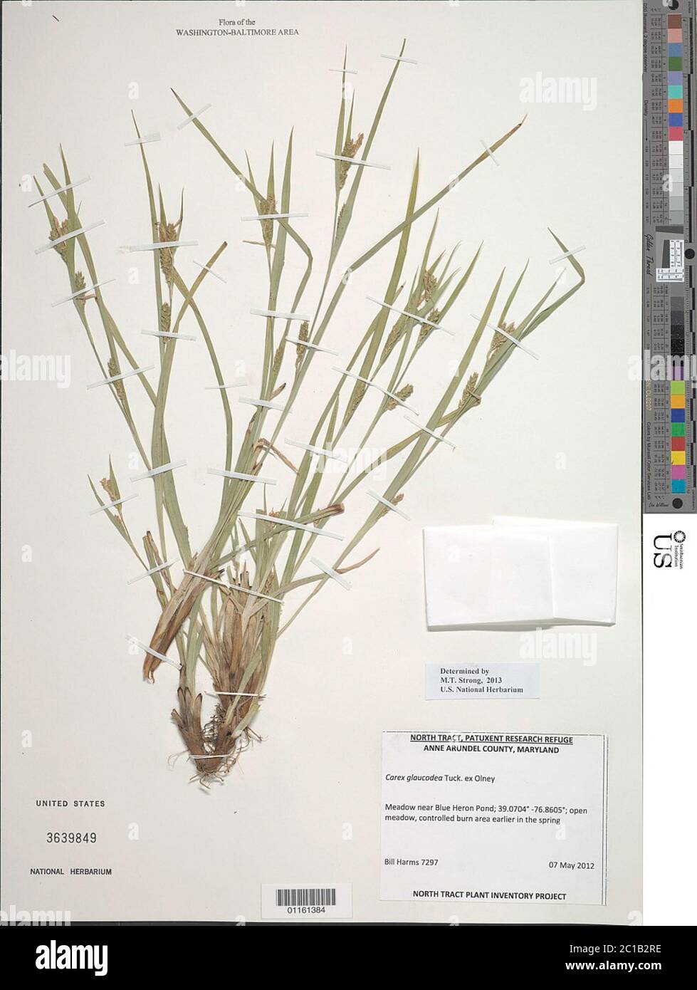 Carex glaucodea Tuck ex Olney Carex glaucodea Tuck ex Olney. Stock Photo