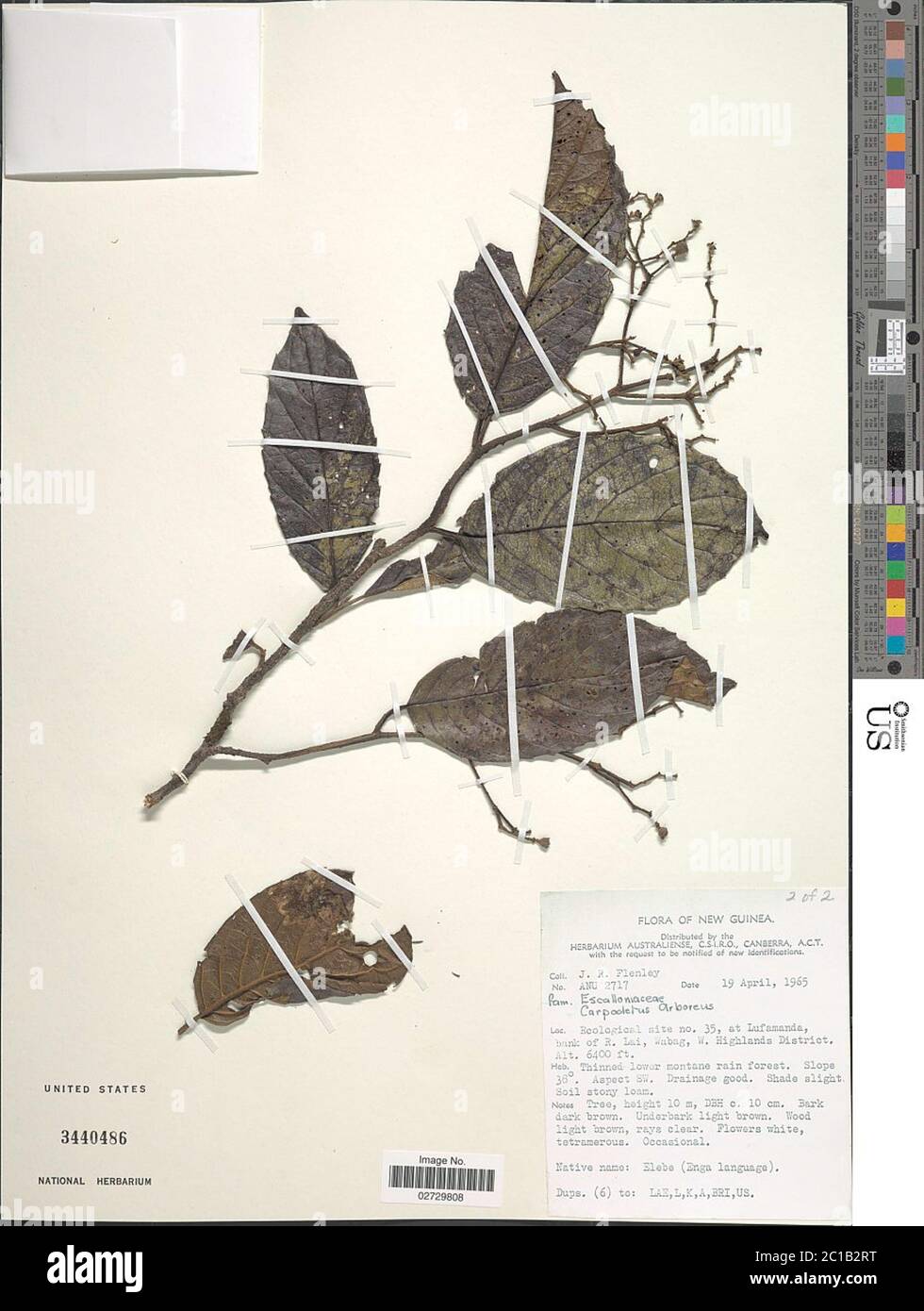 Carpodetus arboreus Schltr Carpodetus arboreus Schltr. Stock Photo