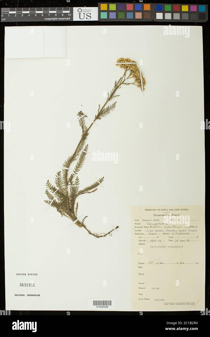 Achillea millefolium L Achillea millefolium L. Stock Photo