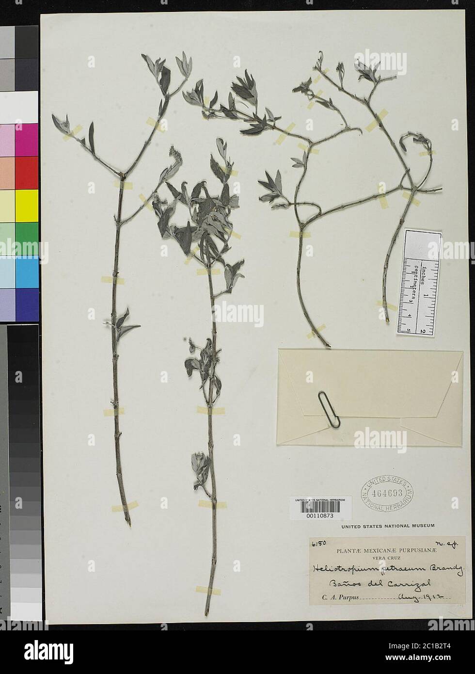 Heliotropium petraeum Brandegee Heliotropium petraeum Brandegee. Stock Photo