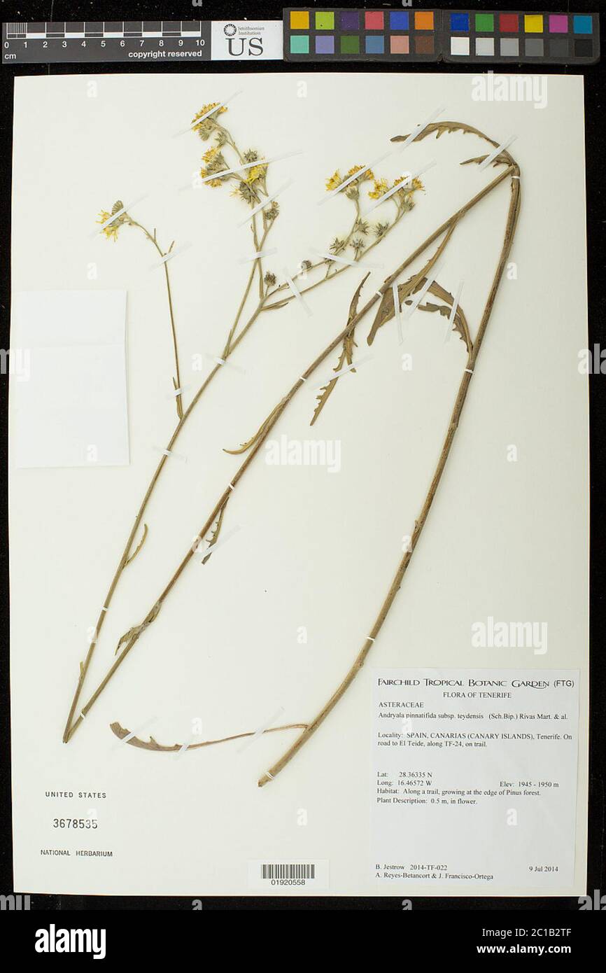 Andryala pinnatifida subsp teydensis Rivas Mart et al Andryala pinnatifida subsp teydensis Rivas Mart et al. Stock Photo