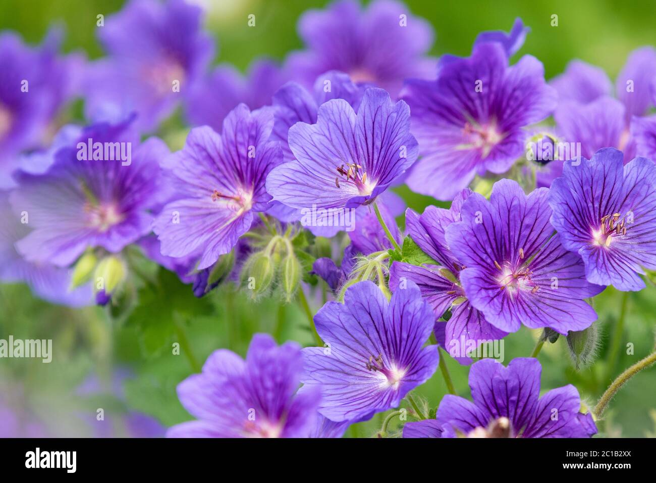 Hardy geranium x magnificum or purple cranesbill - UK Stock Photo