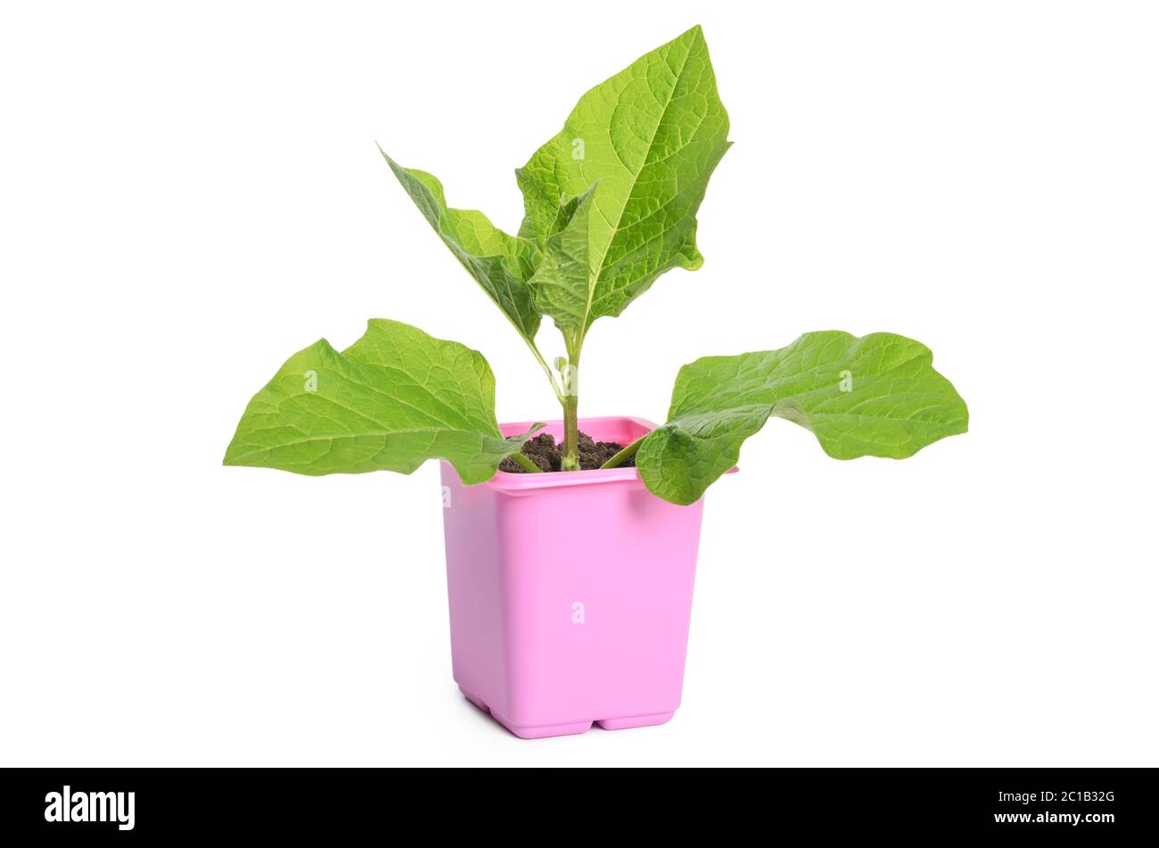 Green plant in a flower pot Stock Photo