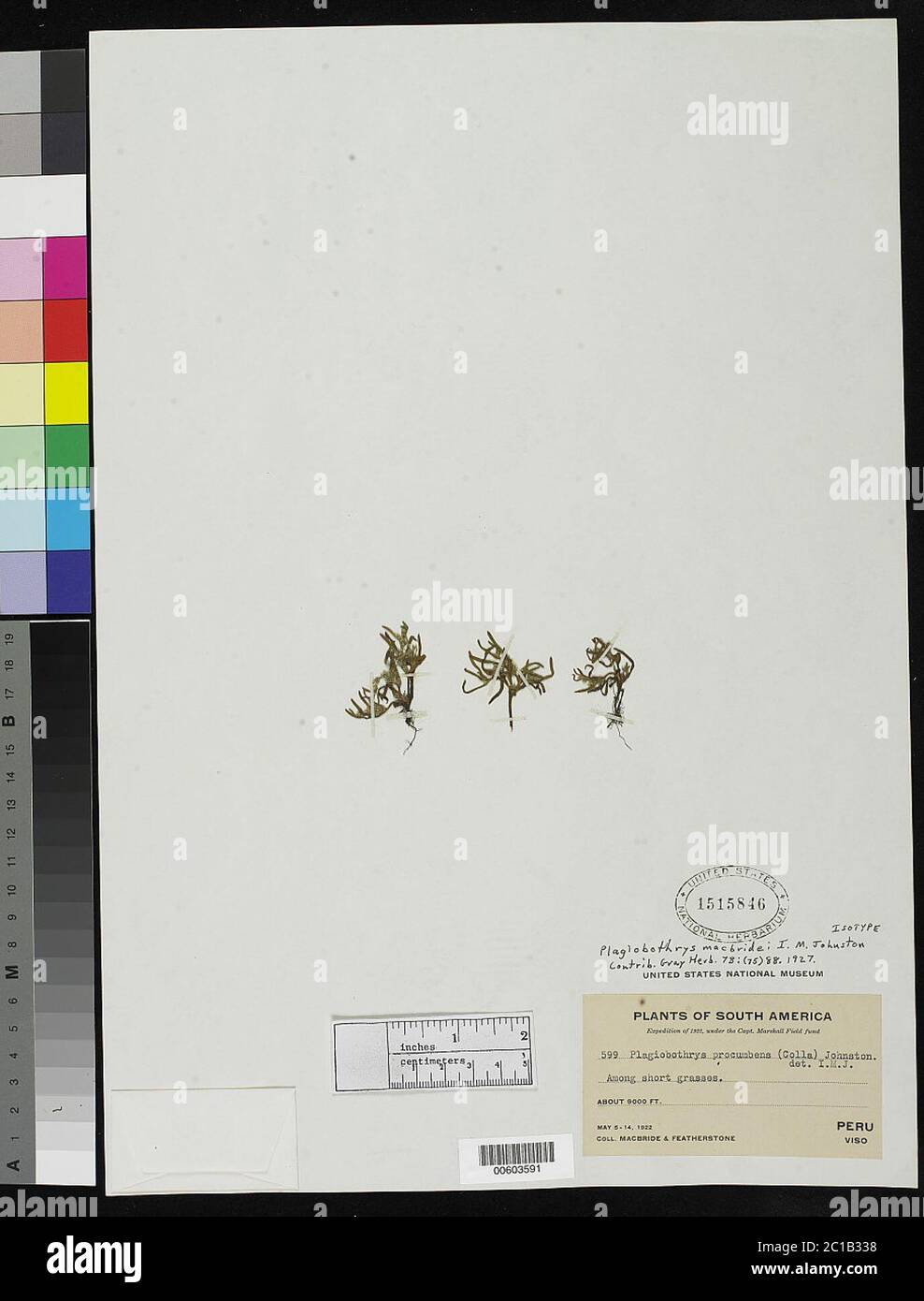 Plagiobothrys macbridei IM Johnst Plagiobothrys macbridei IM Johnst. Stock Photo