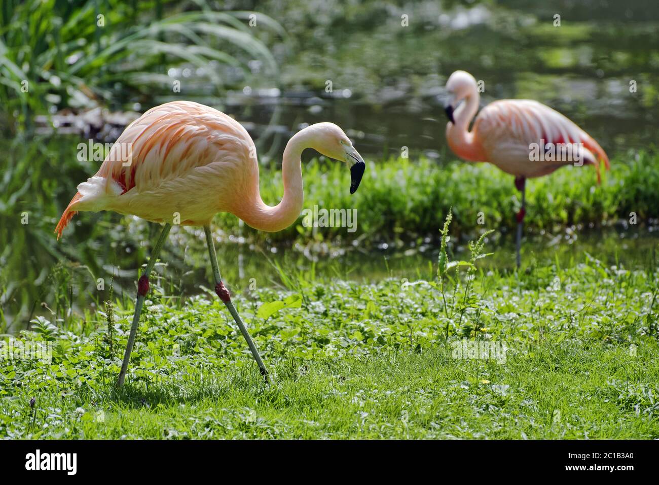 Chilean flamingo - Phoenicopterus chilensis Stock Photo