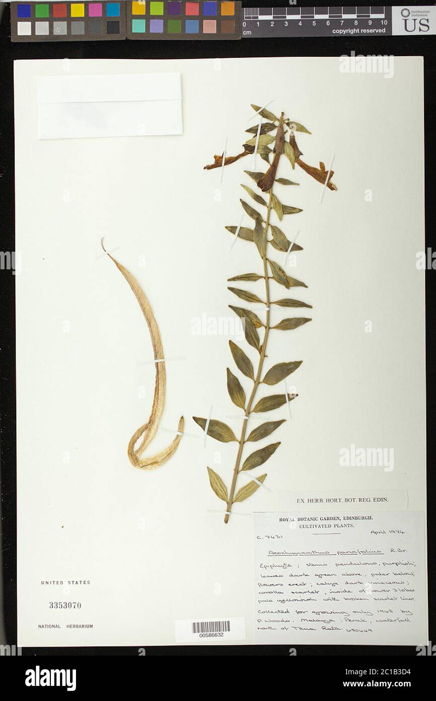 Aeschynanthus parvifolius Aiton Aeschynanthus parvifolius Aiton. Stock Photo