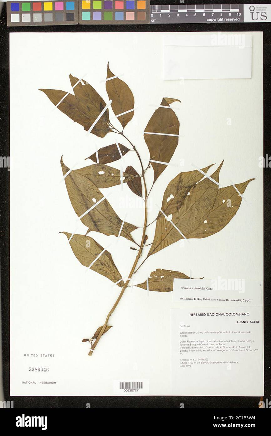 Besleria solanoides Kunth var solanoides Besleria solanoides Kunth var solanoides. Stock Photo