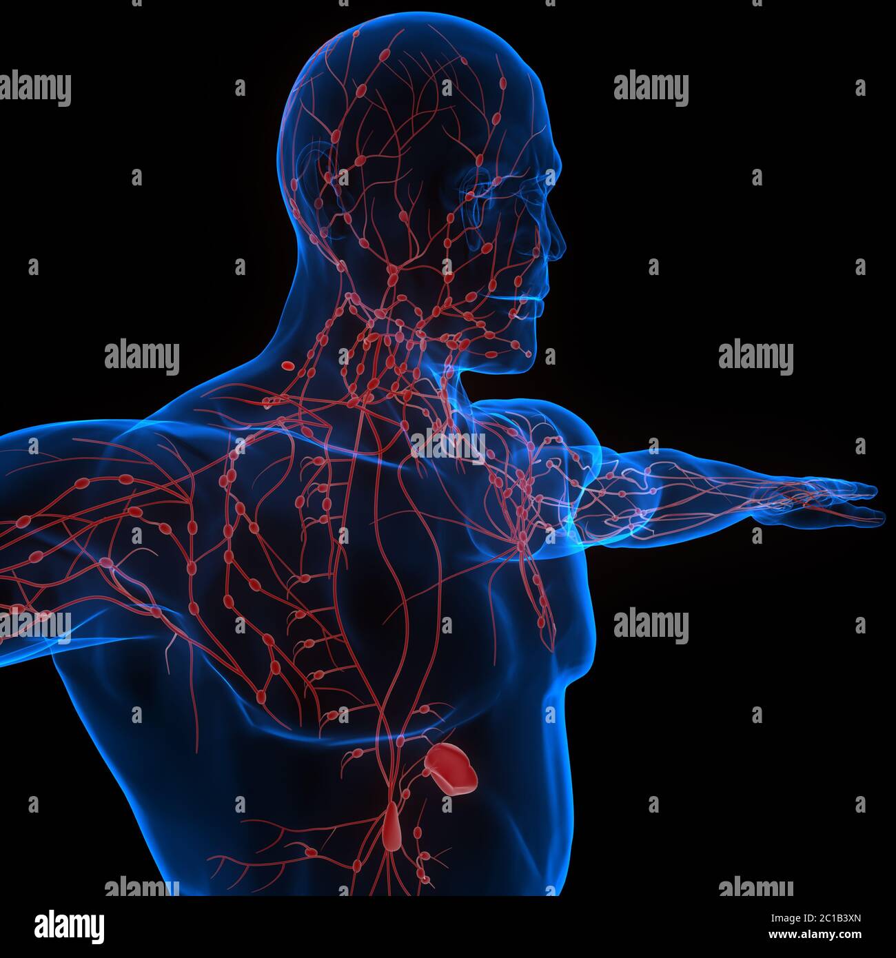 Human Internal system Lymph Nodes Anatomy Stock Photo