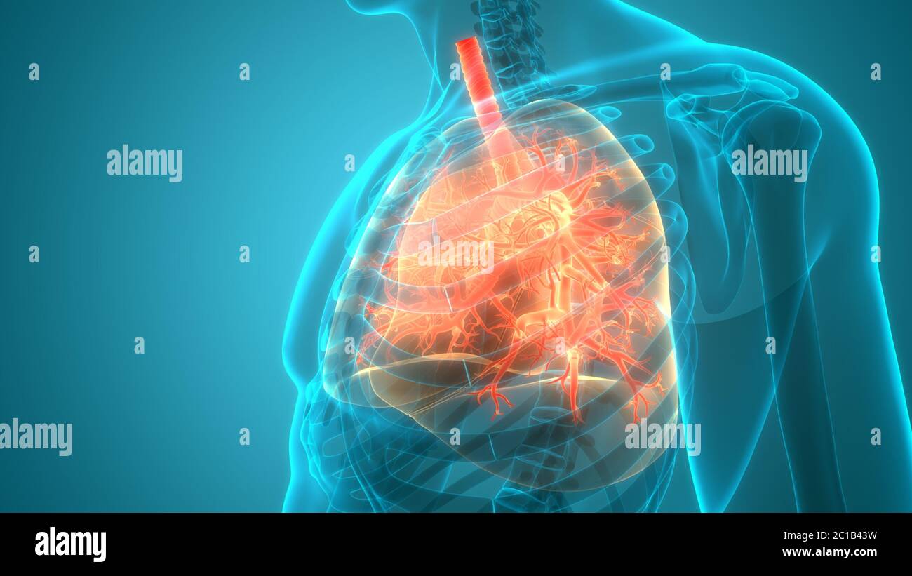 Human Respiratory System Lungs Anatomy Stock Photo - Alamy