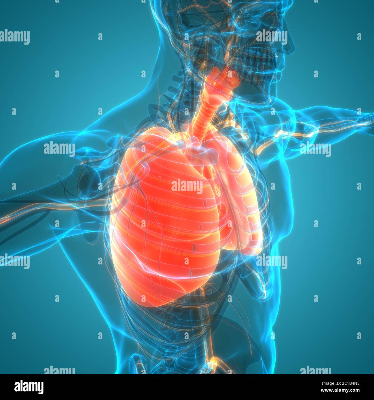 Human Respiratory System Lungs Anatomy Stock Photo - Alamy