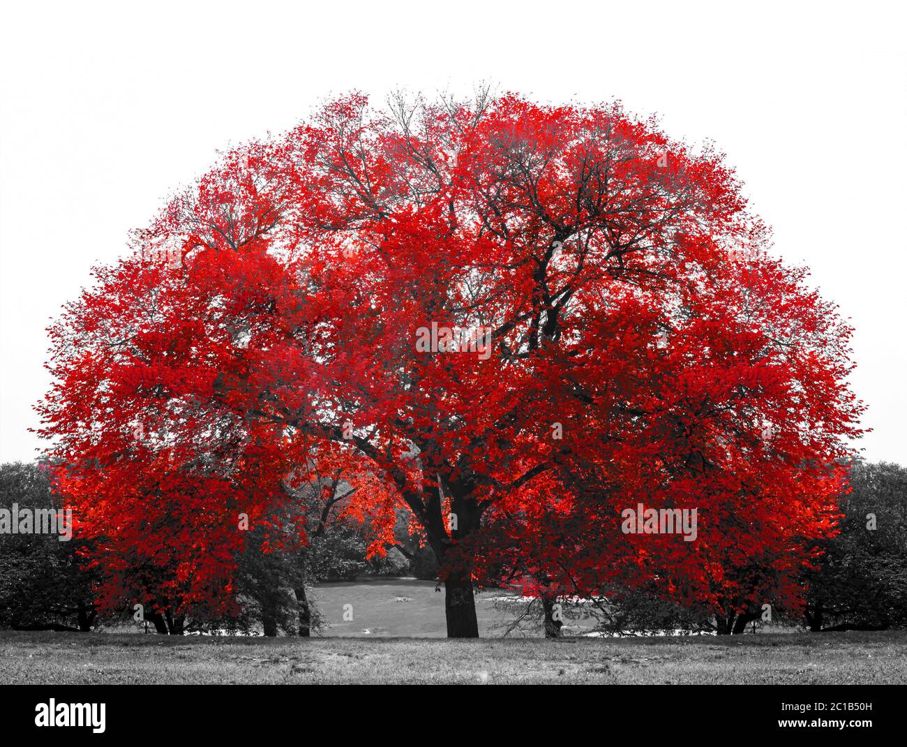 Big red tree in black and white landscape scene in Central Park, New York  City NYC Stock Photo - Alamy