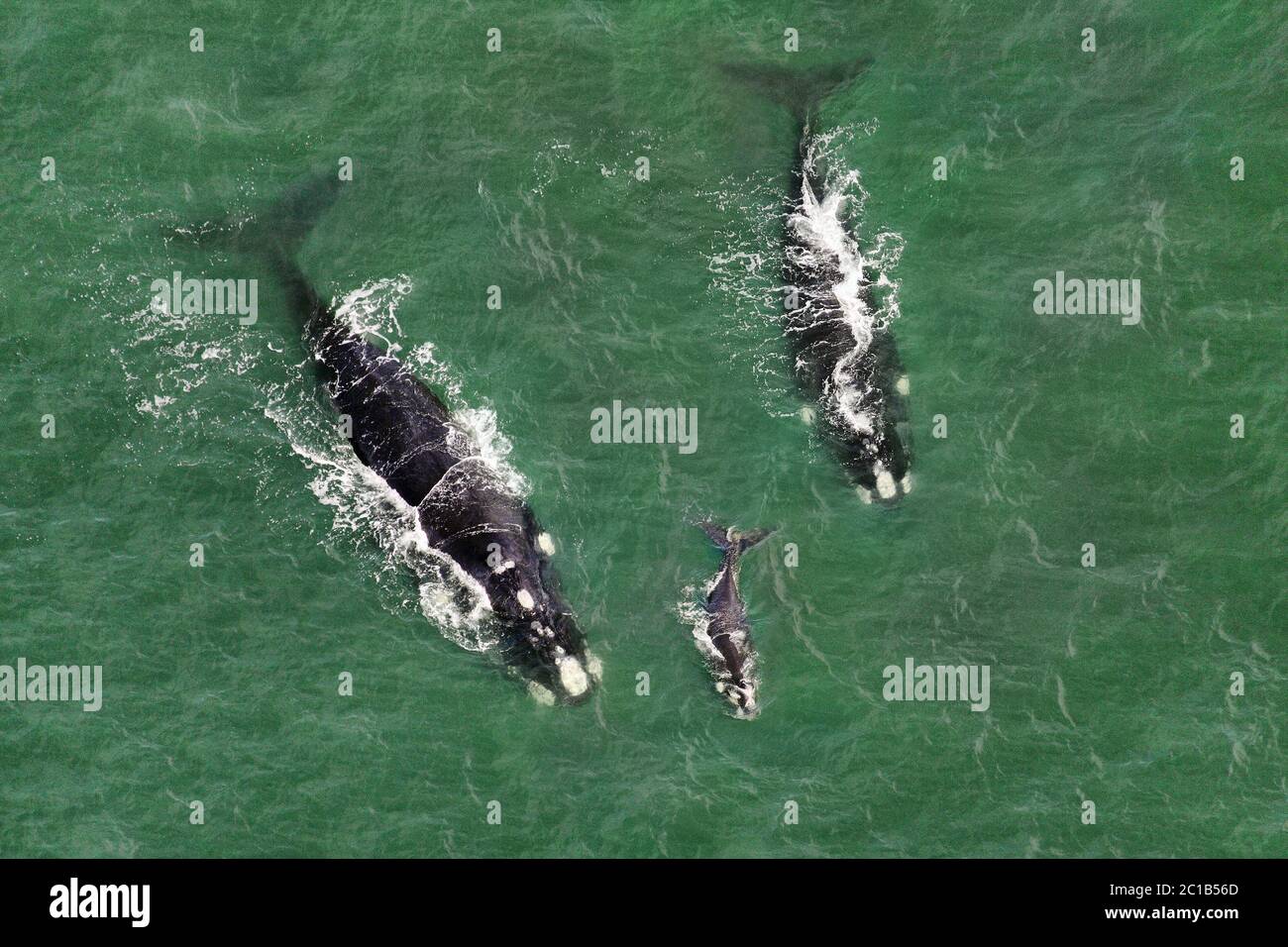 Aerial view southern right whale hi-res stock photography and images ...
