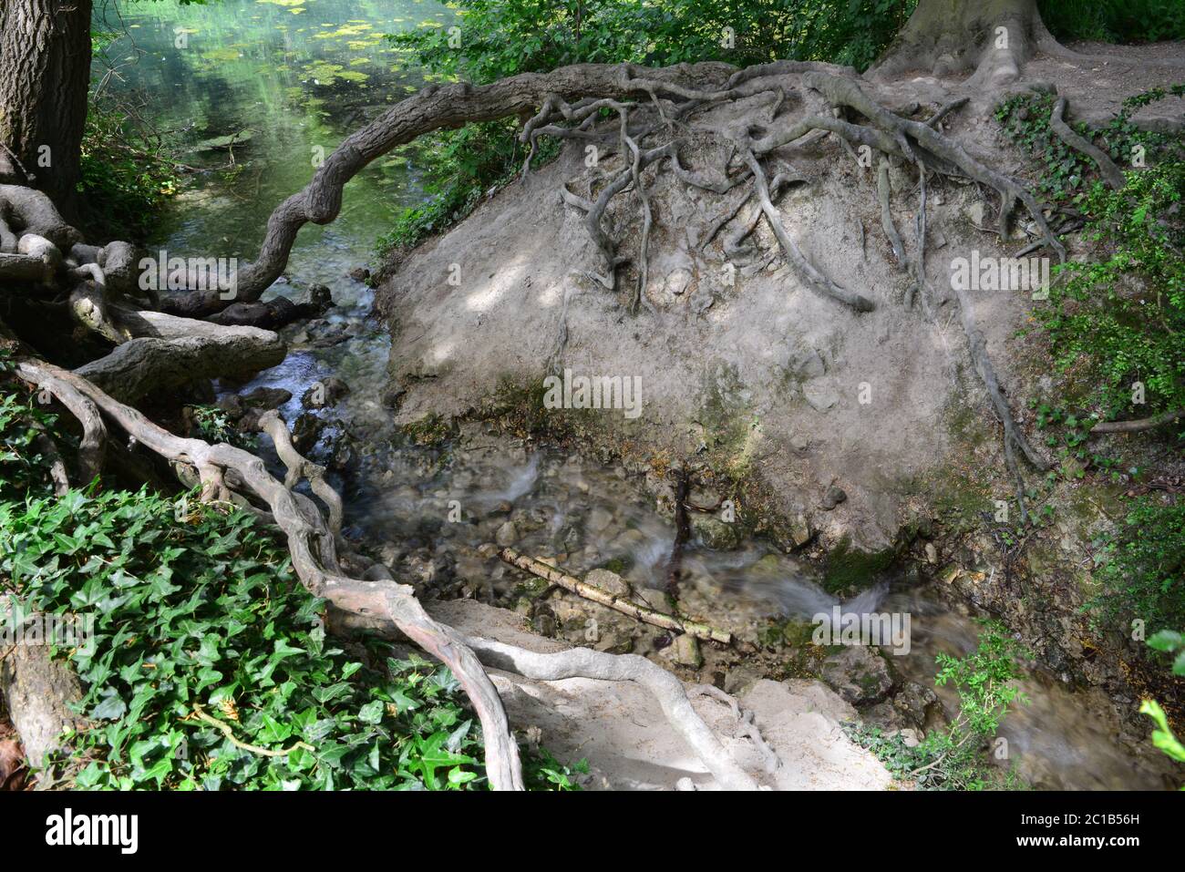 Tree roots at a pond in Surrey Stock Photo - Alamy