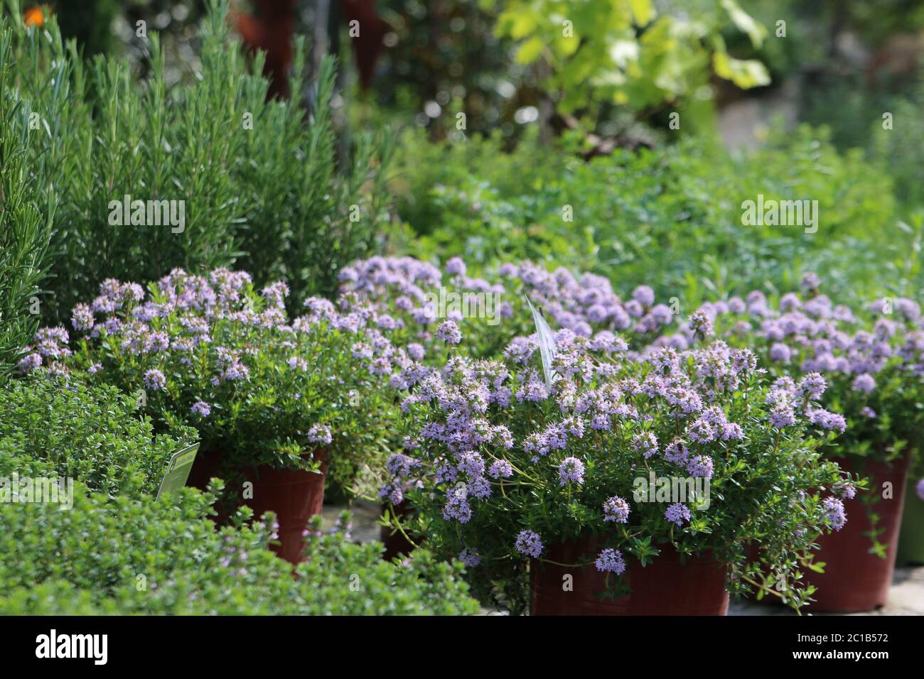 Mediterranean herbs garden Stock Photo