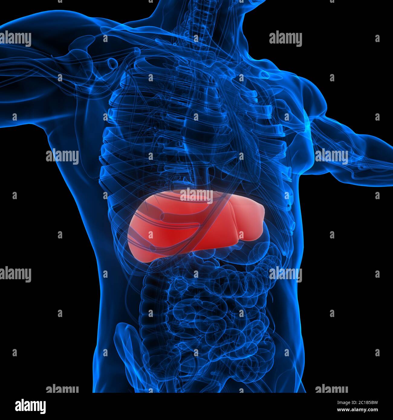 Human Internal Digestive Organ Liver Anatomy Stock Photo - Alamy