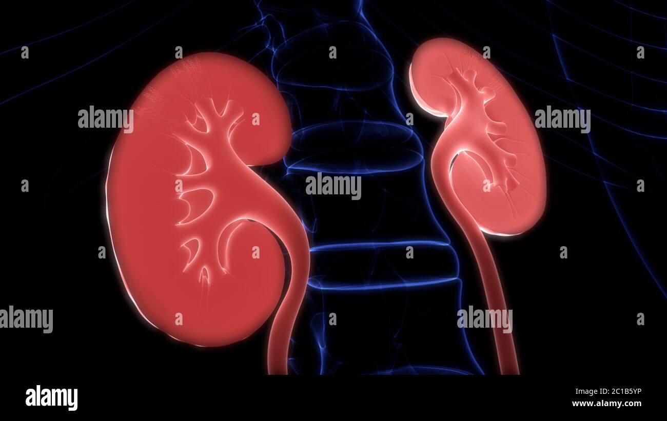 Human Urinary System Kidneys with Bladder Anatomy Stock Photo - Alamy