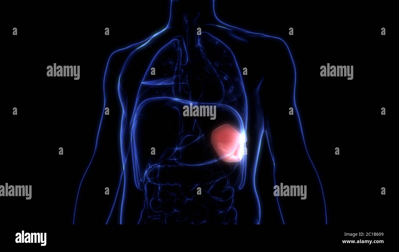 Human Internal Organ Spleen Anatomy Stock Photo Alamy