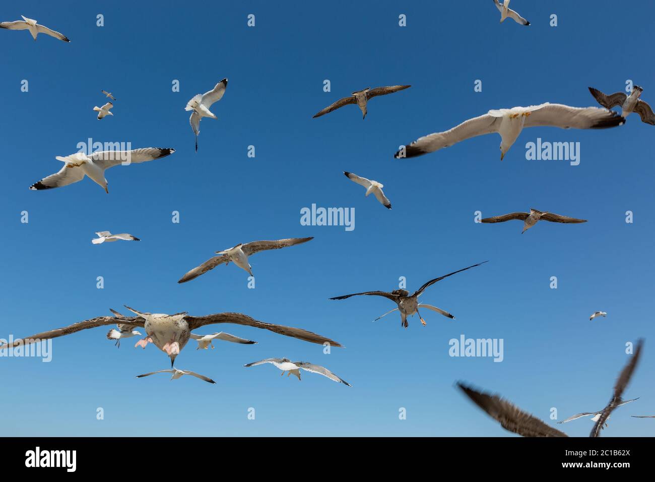 Many seagulls fly against the blue sky Stock Photo