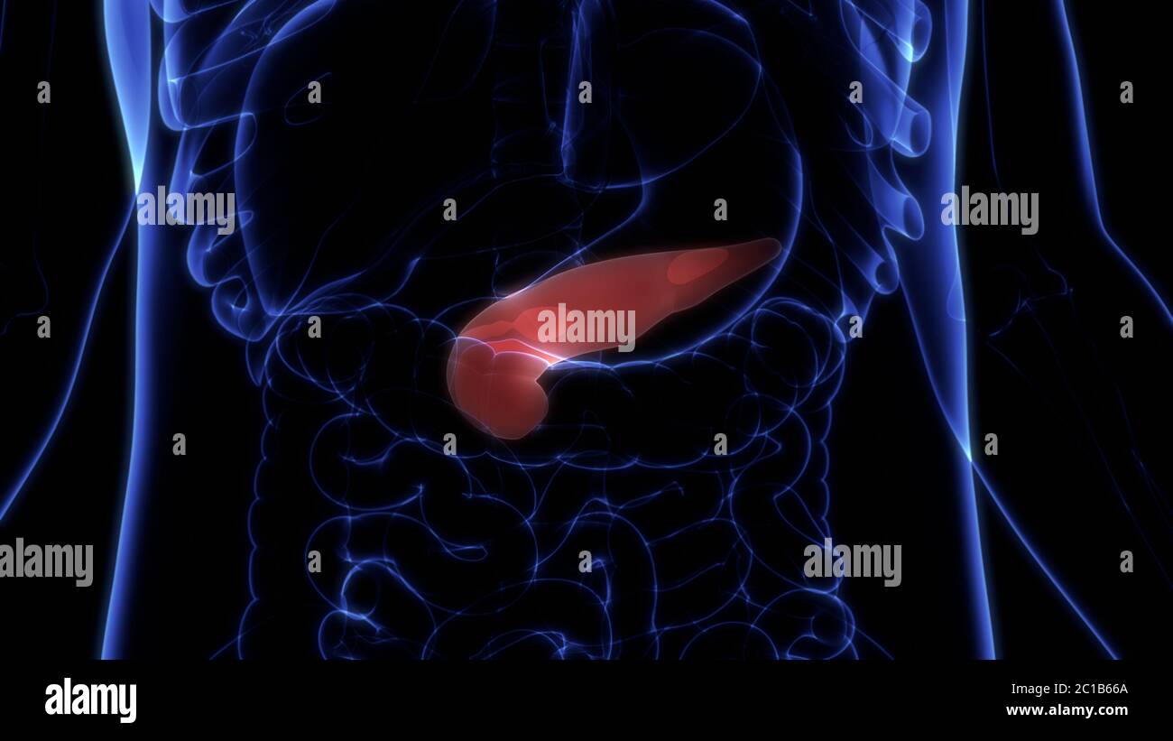 Human Internal Organ Pancreas Anatomy Stock Photo - Alamy