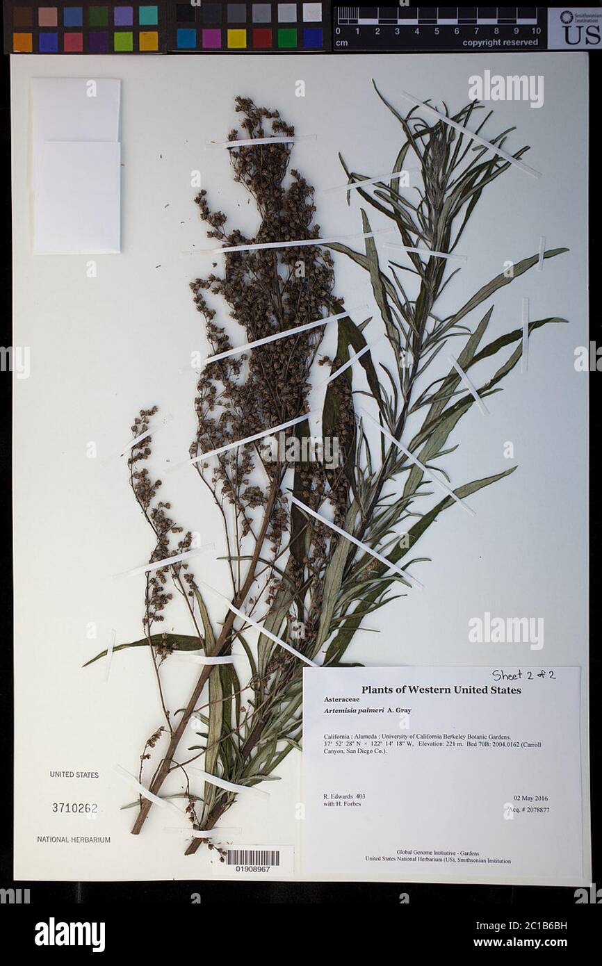 Artemisia palmeri A Gray Artemisia palmeri A Gray. Stock Photo